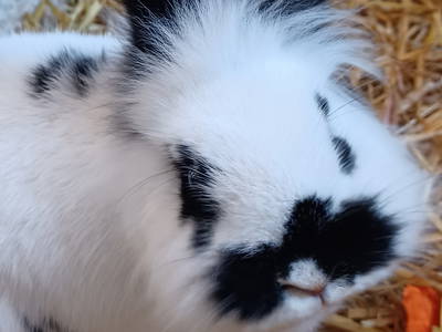 Bild 36 aus  Ferienhof Nordorfer Grashaus