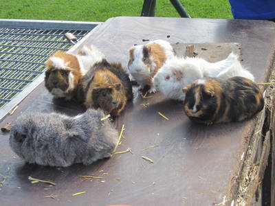 Ca. 30 Meerschweinchen gibt es bei uns