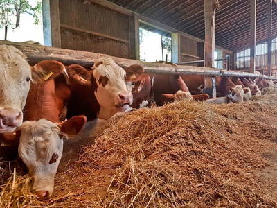 Bild 10 aus  Höllthal-Mühle