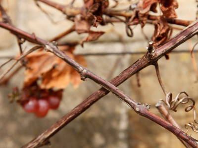 Bild 7 aus  Ludwigsstift 1911/1912 - 76835 Burrweiler