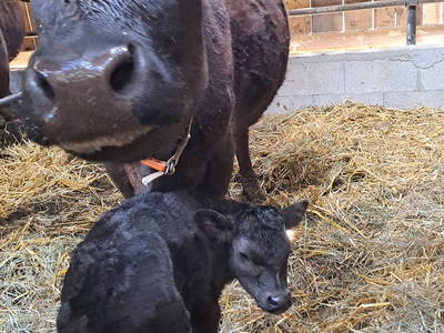 Bild 16 aus  Niederauer Hof