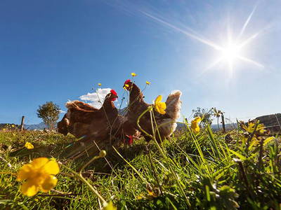 Bild 10 aus  Steinerhof