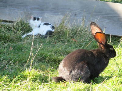 Bild 20 aus  Wagegger Hof