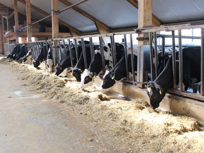 Bild 9 aus  Schellen Hof