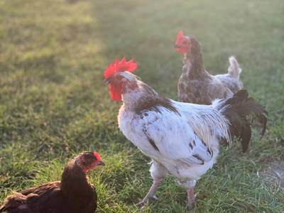 Bild 20 aus  Rügen-Ferienhof