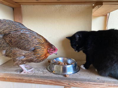 Bild 8 aus  Rittergut Bielatal