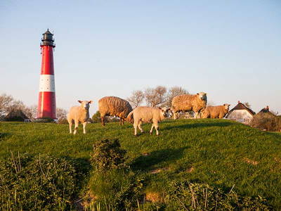 Bild 17 aus  Kastanienhof