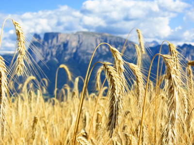 Bild 22 aus  Weberhof - Biobauernhof