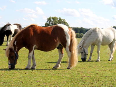 Bild 10 aus  Ostseeferienhof Tralau