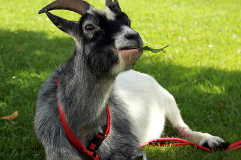 Bild 14 aus  natürlich urlauben - Bauernhof Gründinger