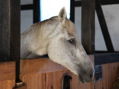 Bild 25 aus  Steinermühle