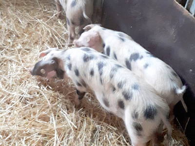 Bild 19 aus  Bauernhofurlaub auf Larbigs Art