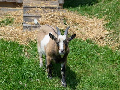 Bild 8 aus  Ferienwohnung Schütte