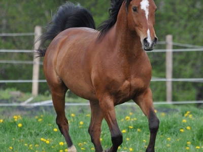 Bild 11 aus  Arabian Harmony