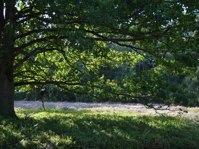 Bild 22 aus  Ferienanlage Böttcher Hof