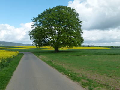 Bild 18 aus  Ferienhof Conrath