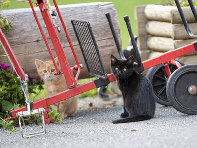 Bauernhofkatzen in den Ferien