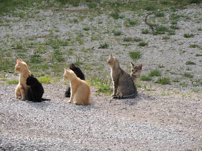 Bild 22 aus  Schadnerhof