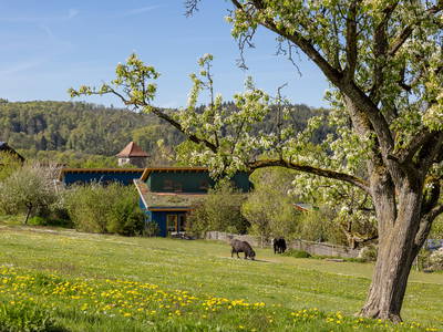 Bild 5 aus  Ferienhaus Schöneweiß