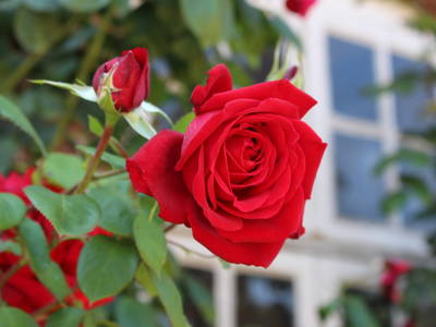 Rosenpracht im Sommer