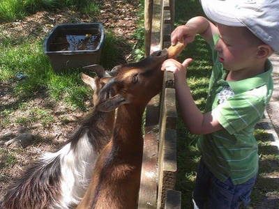 Die schleckigen Ziegen lieben Rohkost.