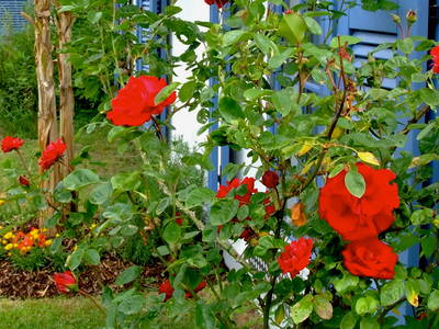 Bild 16 aus  Ferienhäuser Bellana