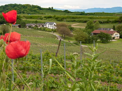 Bild 6 aus  Maienbrunnenhof