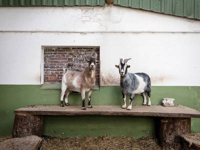 Bild 8 aus  Gut Royum