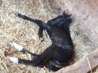 Bild 14 aus  Bichlerhof