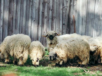 Bild 12 aus  Reit-, Pensions- und Ferienhof Zehendner