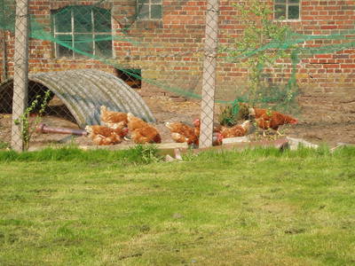 Bild 9 aus  Ferienhof Hohenhenne