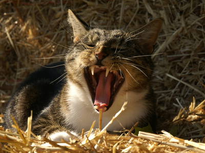 Bild 29 aus  Erlenhof im Oderbruch - Rund ums Schaf