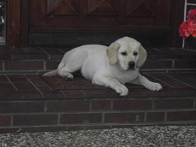 Bild 10 aus  Bauernhof Meyn