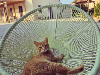 Bild 7 aus  La Viola e il Sole