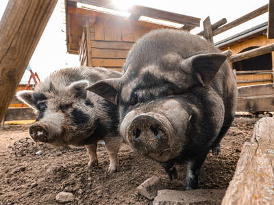 Schweine Emma & Fritz