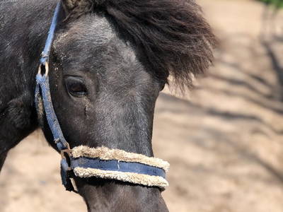 Bild 56 aus  Ferienhof Rauert