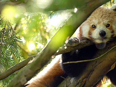 Bild 3 aus  Urlaub im Zoo – Tierpark Görlitz