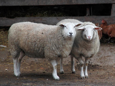 Bild 19 aus  Gutshof Hungerburg