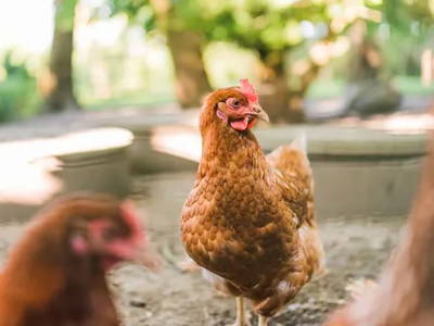 Bild 18 aus  Ferienhof Groth/ Hof Herzleuchten