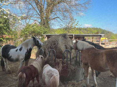 Ferien auf dem Bauernhof _ unsere Pferde und Ponys