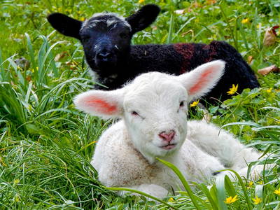 Bild 24 aus  Ferienhof   Witte Haubarg                -  2025 Beliebtester Ferienhof für Familienurlaub