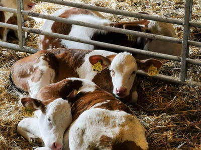 Bild 18 aus  ELBMARSCHEN BAUERNHOF Olde