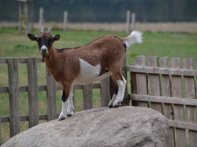 Bild 11 aus  Ferienhof Sell Bauernhofurlaub Ostsee Ponys