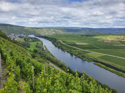 Bild 13 aus  Weingut Ferres