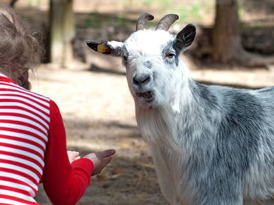 Bild 12 aus  Inselcamp Rügen
