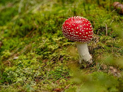 Bild 28 aus  Ferienwohnungen Perfeldhof