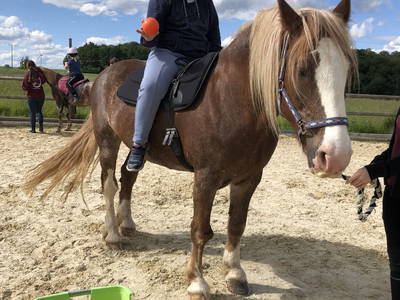 Bild 41 aus  Freizeit- und Ferienreiterhof Odenwald