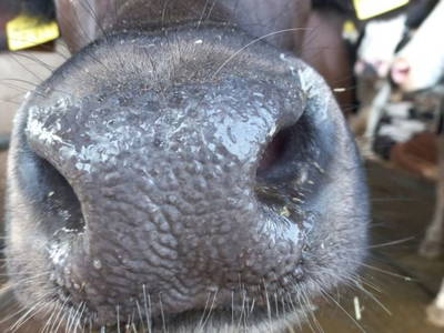 Bild 11 aus  Eichenhof Grauel