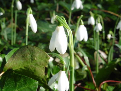 Schneeglöckchen auf unserem Spaziergang im Tal der Mühle "Les moulins de la vallée d'Alzou"