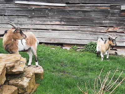 Bild 27 aus  Fuchsbauernhof